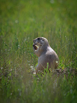 Animal Wall Art featuring the photograph NumNum by Matt Halvorson