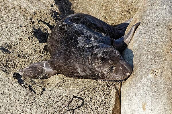 Wildlife Wall Art featuring the photograph Nursing - Elephant Seal Pup by KJ Swan