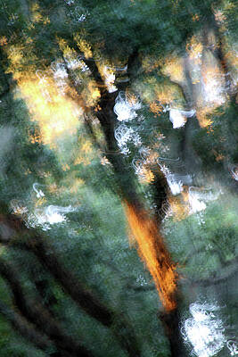 Wall Art featuring the photograph Oak Abstraction 2A by Sally Fuller