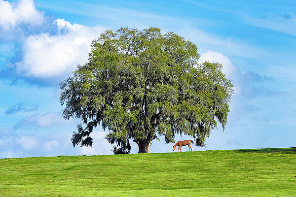 Wall Art featuring the photograph Ocala by Michael Warren