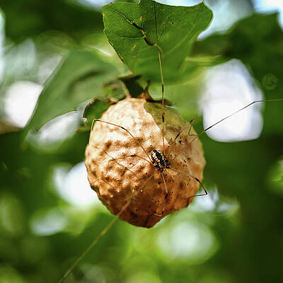 Wall Art featuring the photograph Oak Apple With Spider by Steven Nelson