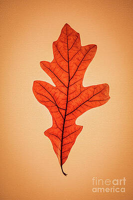 Landscape Photograph - Oak Leaf In Fall by Mark Triplett