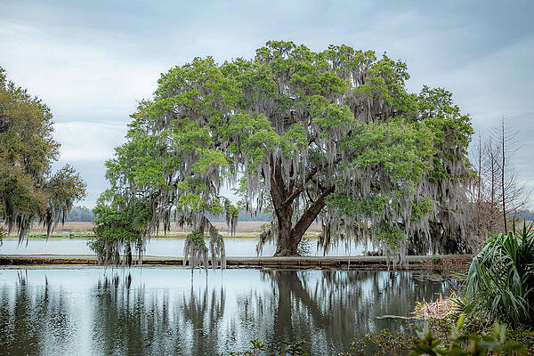 Wall Art featuring the photograph Oak Tree By The Ashley River 2 by Cindy Robinson