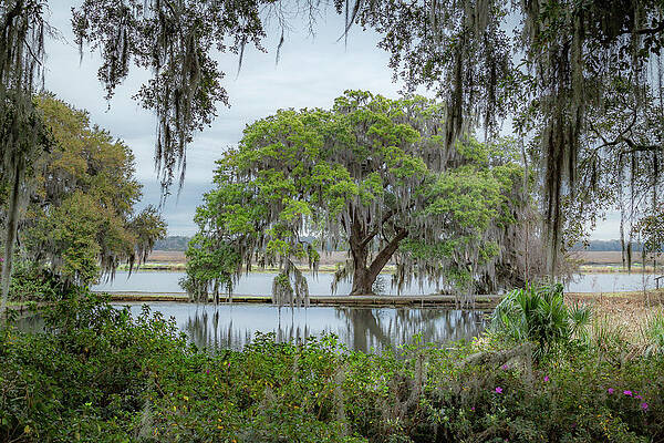 Wall Art featuring the photograph Oak Tree By The Ashley River by Cindy Robinson