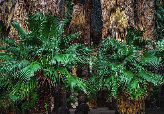 California Photograph - Oasis Floor Closeup, California by Abbie Warnock