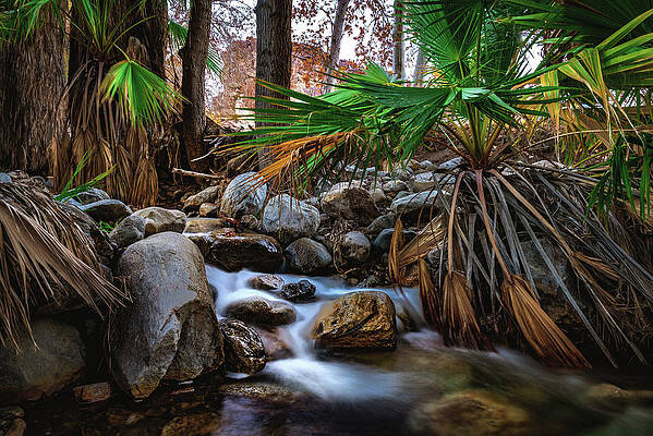 Canyon Photograph - Oasis Flowing Water And Palm Trees, California by Abbie Warnock