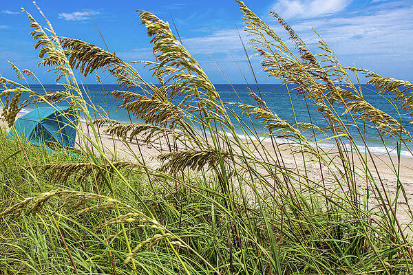 Wall Art featuring the photograph Ocean Beach Dunes by Blair Damson