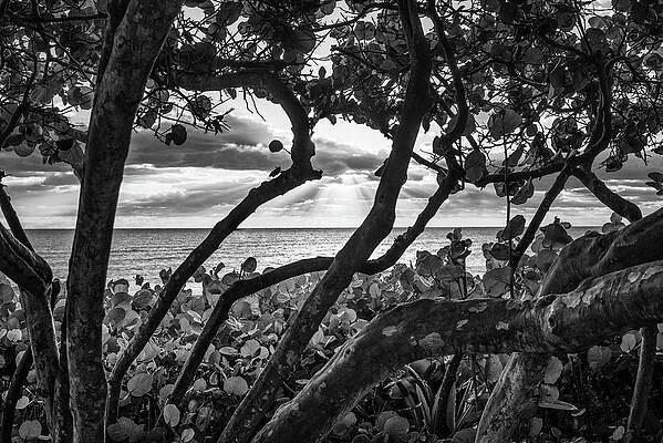 Happy Wall Art featuring the photograph Ocean View Through Seagrape Trees BW by Laura Fasulo