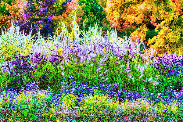 Tree Wall Art featuring the photograph October Bright by Tatiana Travelways