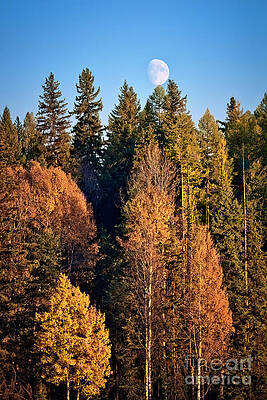 Wall Art featuring the photograph October Moon by Thomas Nay