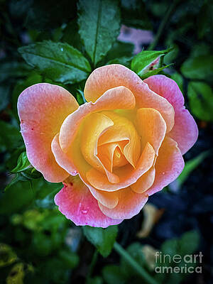 Fall Photograph - October Rose by William Norton