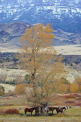 Cowboy Wall Art featuring the photograph October Sunday by Alden White Ballard
