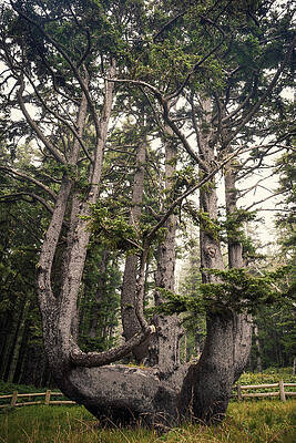 Majestic Curved Tree in Forest Wall Art