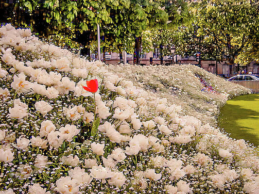 Tree Photograph - Odd Ball Tulip by Robert Niemeier