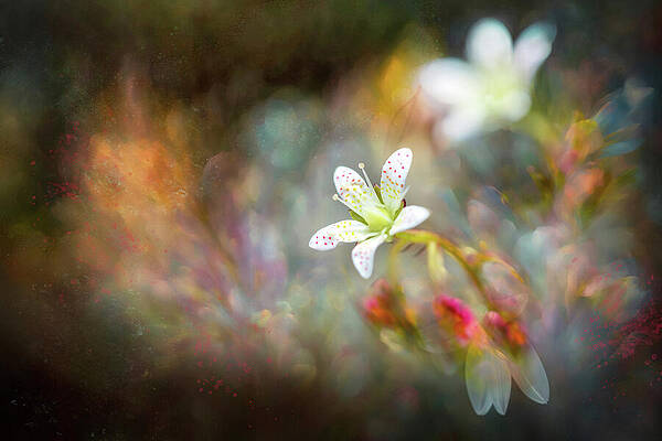 Nature Photograph - Ode To A Saxifrage by Ursula Abresch