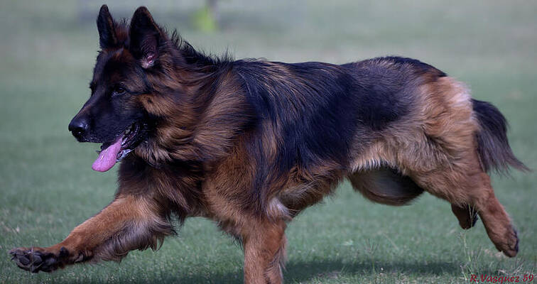 Dog Photograph - Odessa 2 by Rene Vasquez