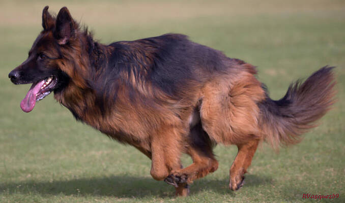 Dog Photograph - Odessa On The Run by Rene Vasquez