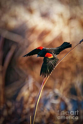 Wildlife Photograph - Off You Fly by Thomas Nay