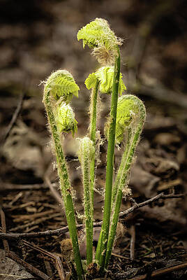Spring Photograph - Oh Fiddleheads by Craig A Walker