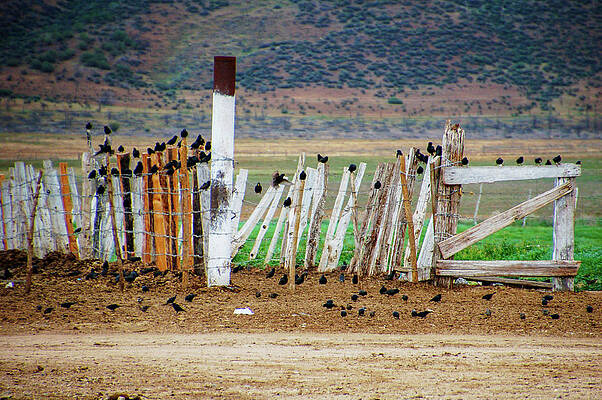 Mexico Photograph - Ojos Negros by William Scott Koenig