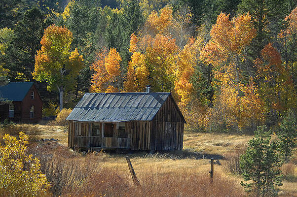 Tree Photograph - Autumn On Highway 88, An Old Abandoned Barnwood Cabin by Bonnie Colgan