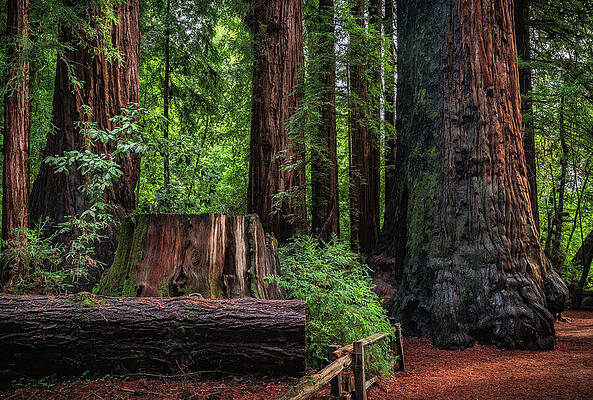 Old Growth Redwoods, Henry Cowell State Park, California by Abbie Warnock
