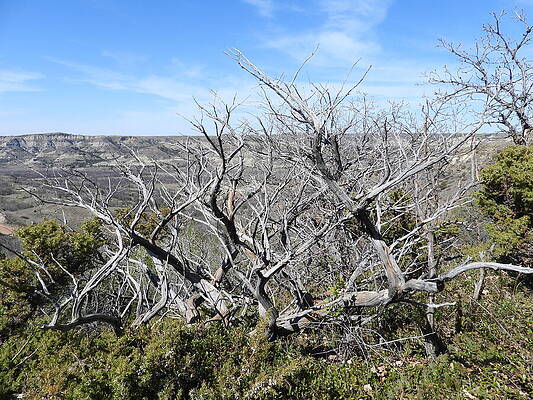 Wilderness Photograph - Old Juniper View 1 by Amanda R Wright