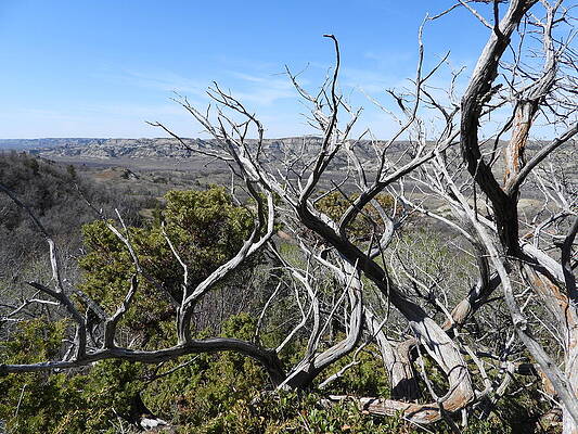 Wilderness Photograph - Old Juniper View 3 by Amanda R Wright