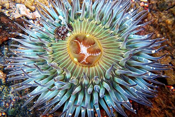 Wildlife Wall Art featuring the photograph Old-Lady Anemone, California by KJ Swan