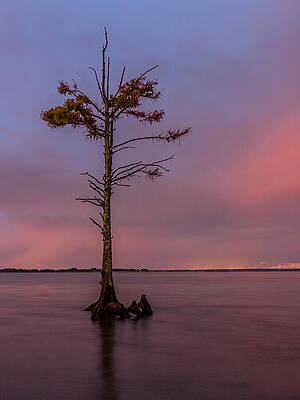 Water Photograph - Old Man Cypress At Dusk by David Fountain