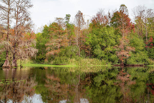 Reflection Photograph - Old Santee Canal Park 5 by Cindy Robinson