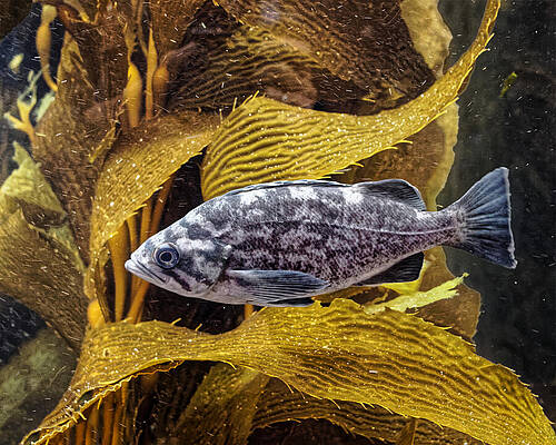Old Stripes - Kelp Rockfish by KJ Swan