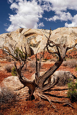 Utah Photograph - Old Tree Along The Water Pocket Fold by Craig A Walker
