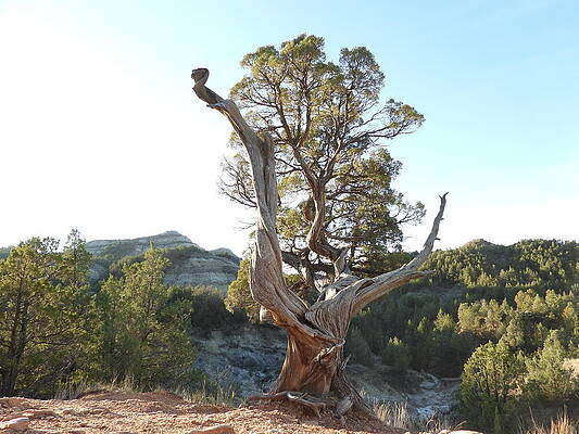 Photograph - Old Twisted Juniper 2 by Amanda R Wright