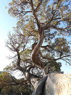 Photograph - Old Twisted Juniper 4 by Amanda R Wright