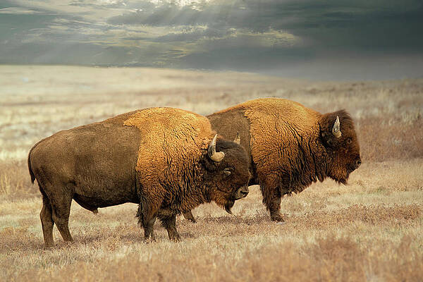 Sky Photograph - OldFriends by Jon Snyder