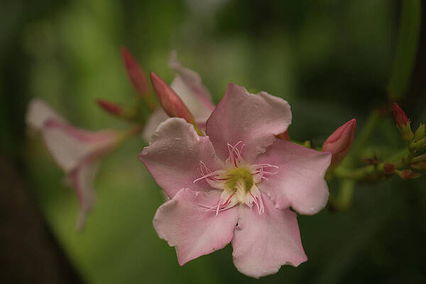 Hawaii Wall Art featuring the photograph Oleander Blossom In Delicate Pink by Nancy Gleason