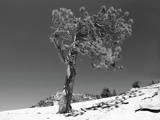 Wall Art featuring the photograph Olmsted Point Sentinel by Joe Schofield