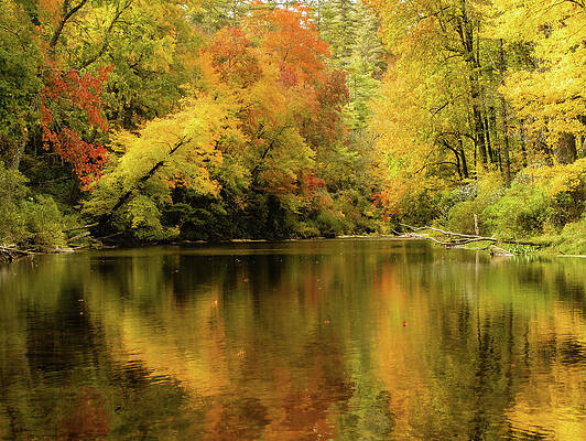 Wall Art featuring the photograph On Golden Pond by Dodie Ross