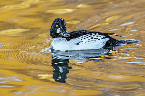 Oregon Photograph - On Golden Pond by Tim Lyden