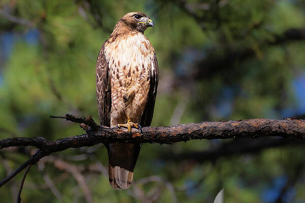 Wildlife Photograph - On Guard by Mike Lee
