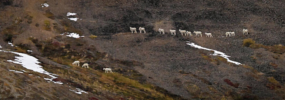 Wilderness Wall Art featuring the photograph On Parade by Harry Banks