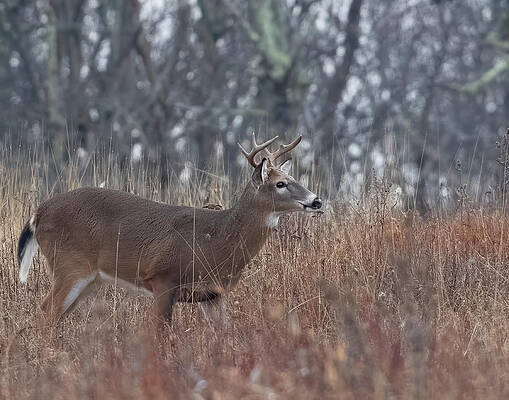 Wall Art featuring the photograph On The Alert by Jim E Johnson