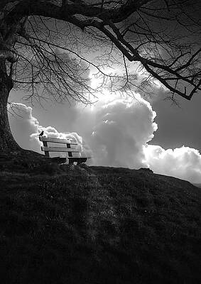 Solitary Bench Under Tree Photograph