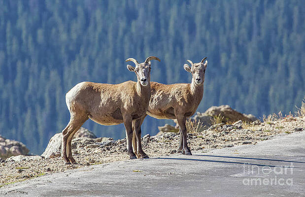 Colorado Wall Art featuring the photograph On The Edge by Shirley Dutchkowski