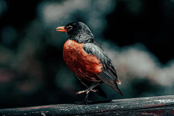 Bird Wall Art featuring the photograph On The Road Again by Rich Kovach