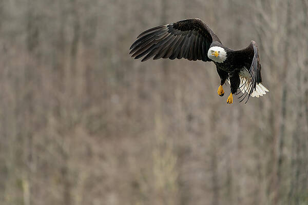On the Skagit.. by Chris Allmendinger