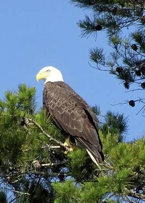 Wall Art featuring the photograph On Watch by Karen Stansberry