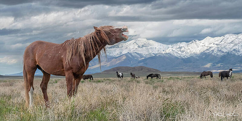 Wild Horse in Mountainous Landscape Wall Art