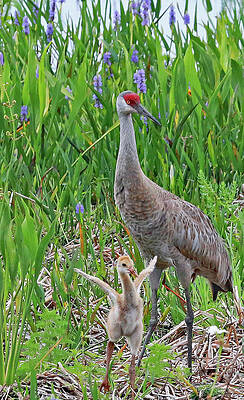 Feather Wall Art featuring the photograph One Day My Little One by Gina Fitzhugh